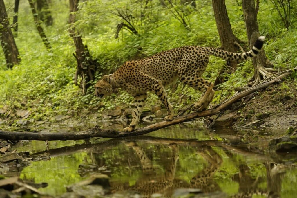 Cheetah