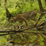 Cheetah