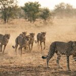 Eight Cheetahs from Botswana to Arrive at Kuno, India’s Cheetah Count to Rise to 46