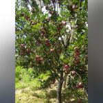 Himachal Apple