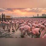 Flamingo Habitats in Navi Mumbai Turn Toxic, Centre Seeks Urgent Action