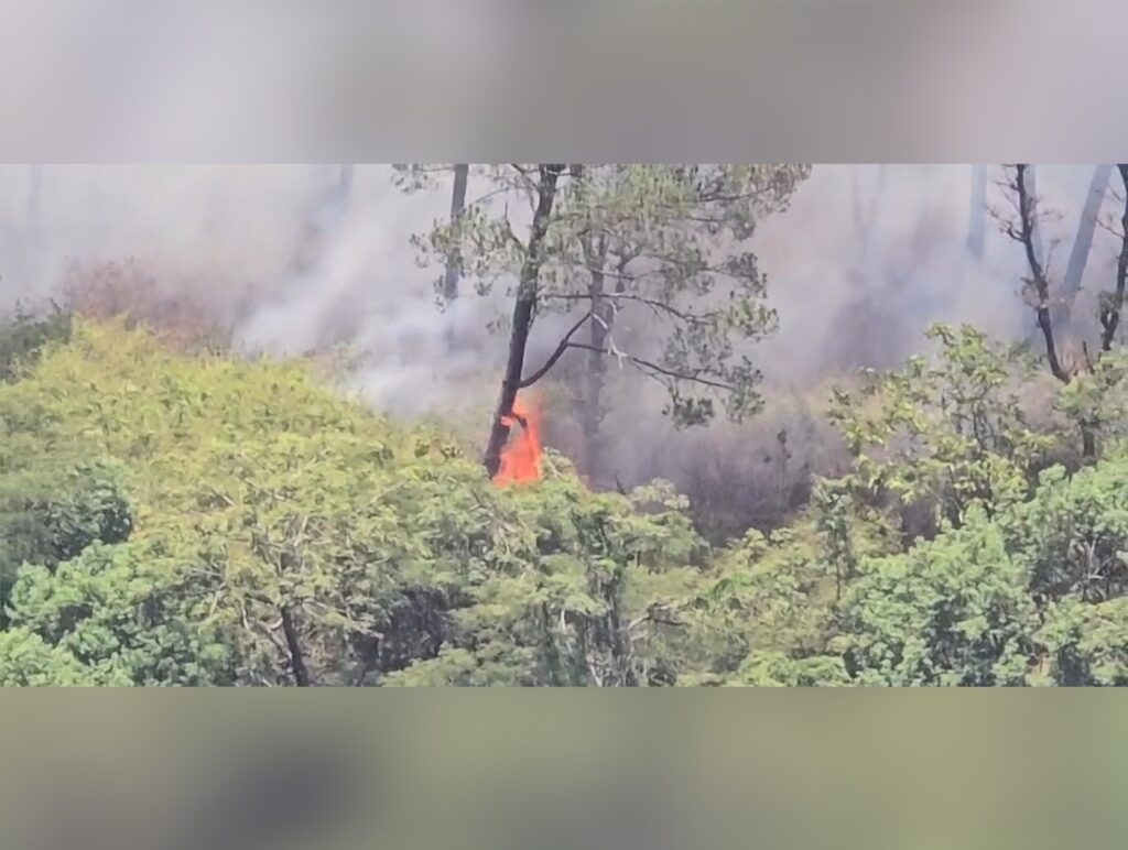 Forest fire