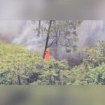 Forest fire